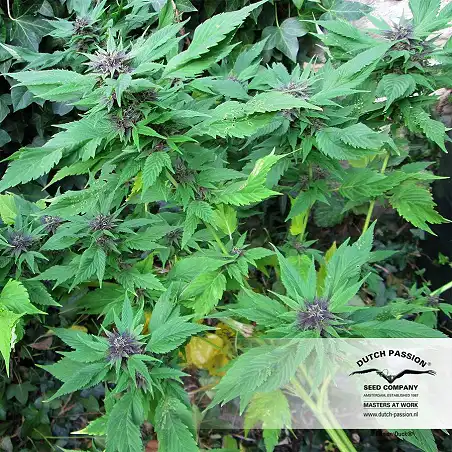 Frisian Duck - Dutch Passion