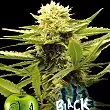 Black Dream - Eva Seeds