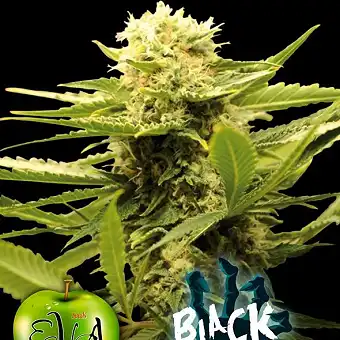 Black Dream - Eva Seeds