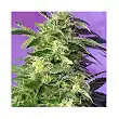 Killer Kush Auto - Sweet Seeds