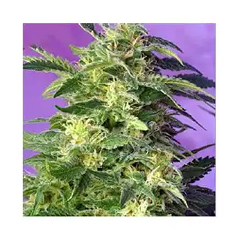 Killer Kush Auto - Sweet Seeds