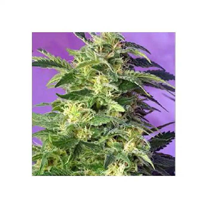 Killer Kush Auto - Sweet Seeds