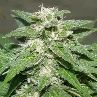 Kong 47 - Dr Underground