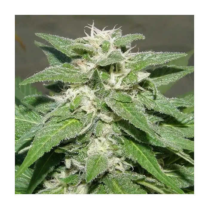 Kong 47 - Dr Underground