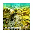 King Kong Auto - Dr Underground