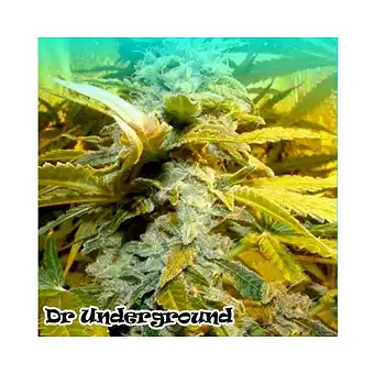 King Kong Auto - Dr Underground