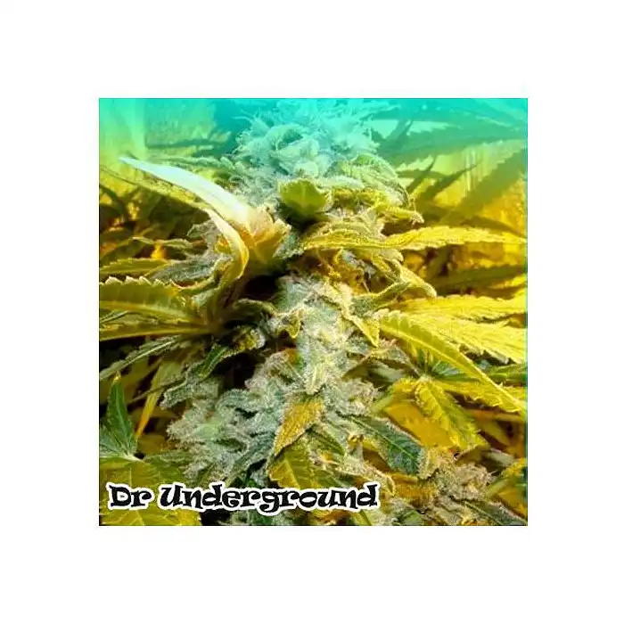 King Kong Auto - Dr Underground