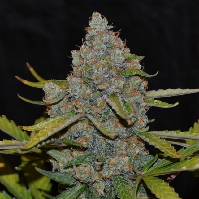 Auto CBG CANNABIOGEN