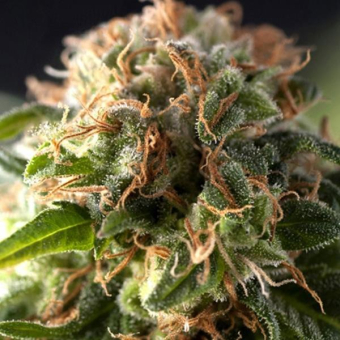 Fresh Candy Auto - Pyramid Seeds
