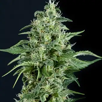Kryptonite Auto - Pyramid Seeds