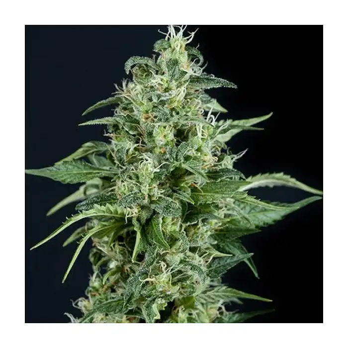 Kryptonite Auto - Pyramid Seeds