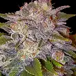 Caramelo Regular - Delicious Seeds