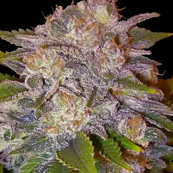 Caramelo Regular - Delicious Seeds