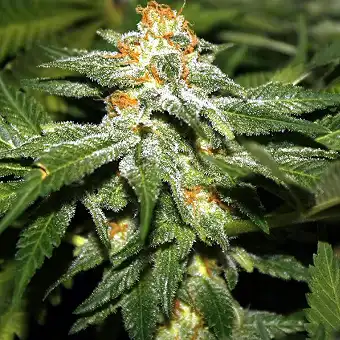 Hindu Kush x Hindu Kush - Spain Bulk Seeds