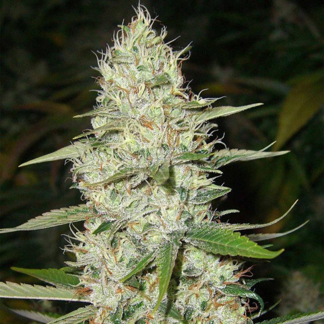 Kali Mist Seeds Weed Strain THC Things To Know Before You Buy