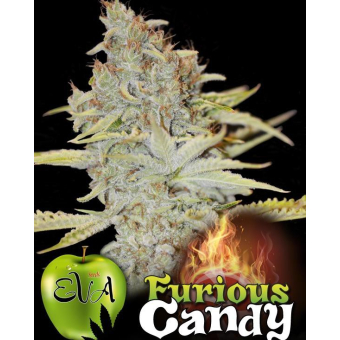Furious Candy - Eva Seeds