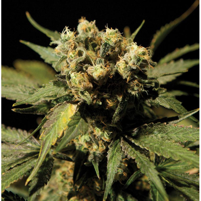 White Widow Regular The Bulldog Seeds