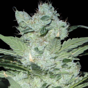 Neville Haze Ryder Auto