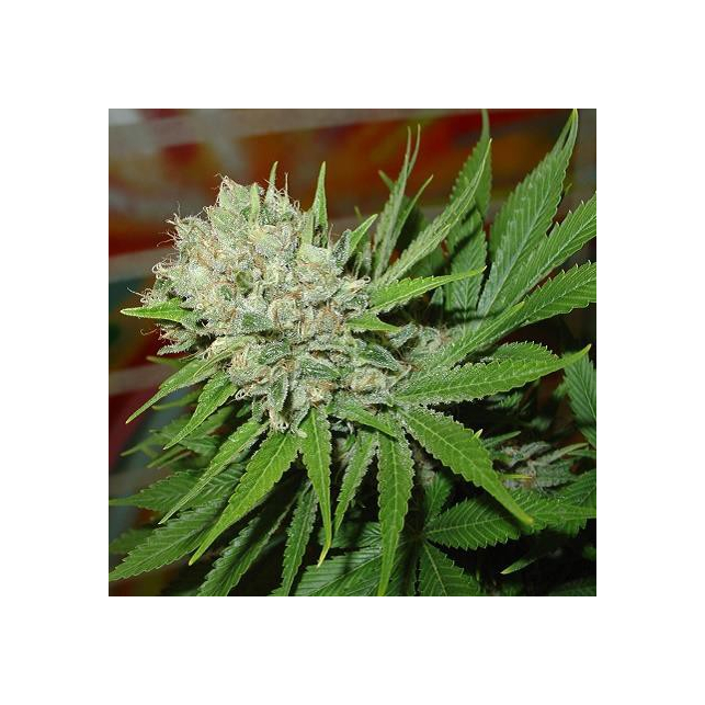 Blue Pearl Auto