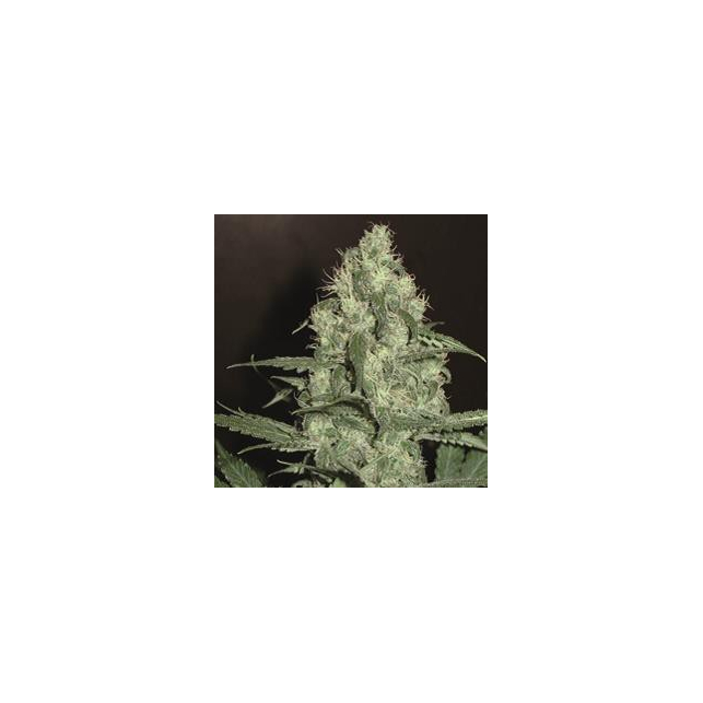 HG Cheese Auto