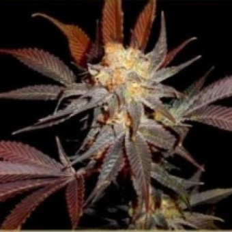 G13-Haze Lavender