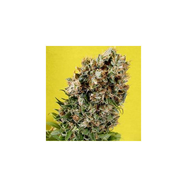 G13 Haze Somativa