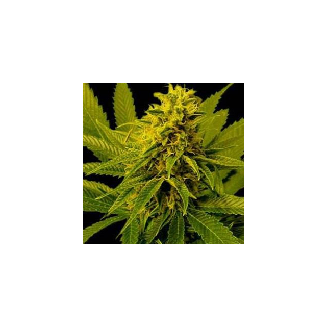 G13 Haze White Willow