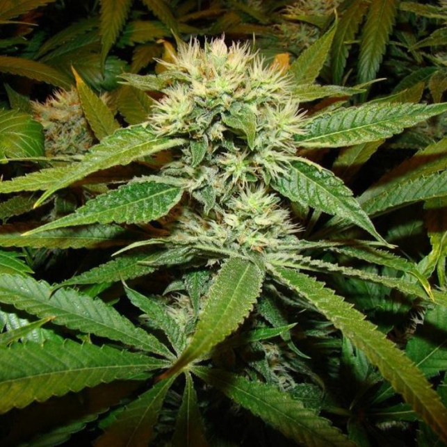 Afghan Delight