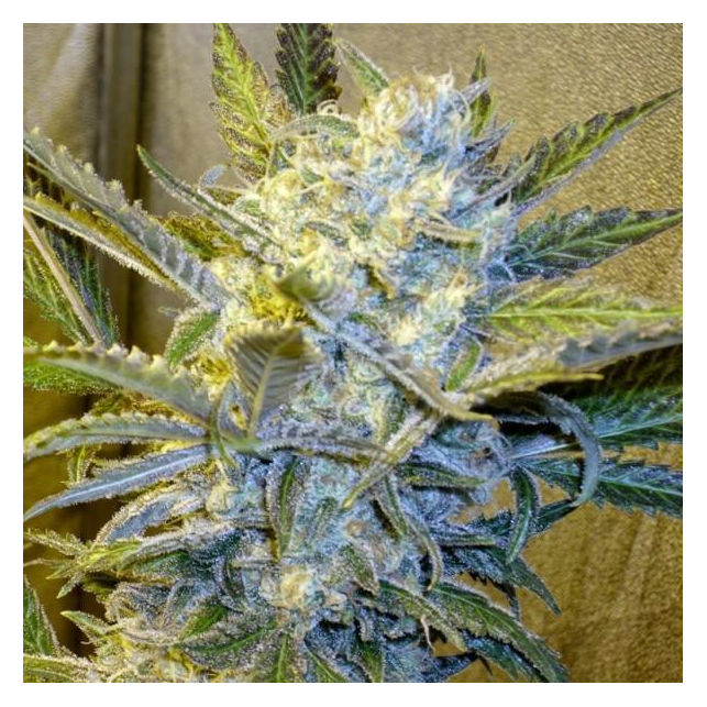 Blue Mystic