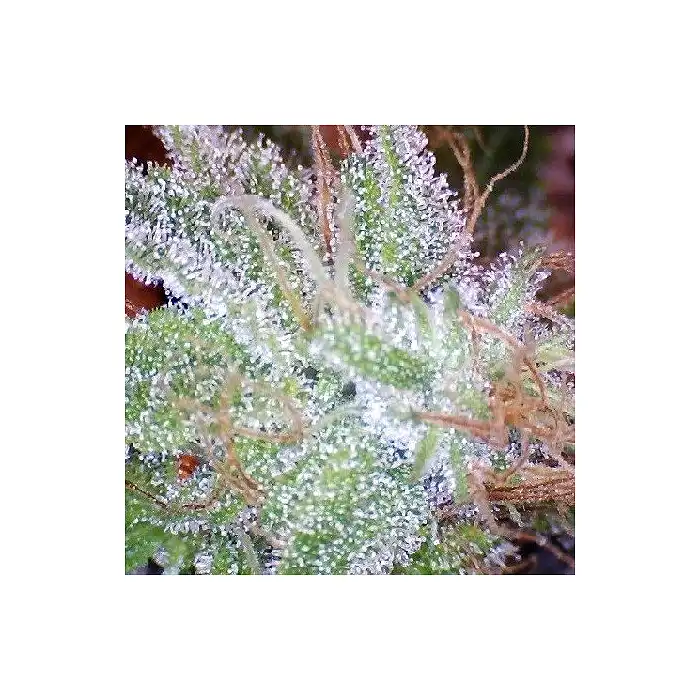 Ice Regular - Nirvana