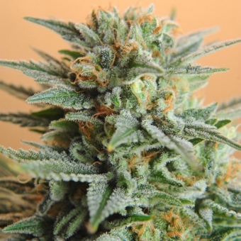 Papaya Nirvana Regular
