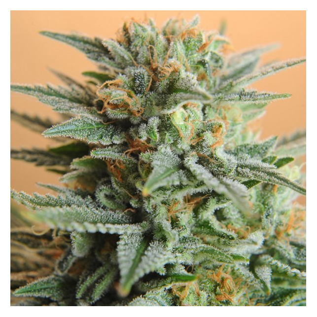 Papaya Nirvana Regular