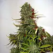 Super Skunk Regular - Nirvana Super Skunk Regular - Nirvana