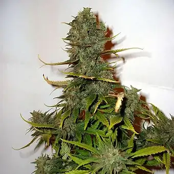 Super Skunk Regular - Nirvana