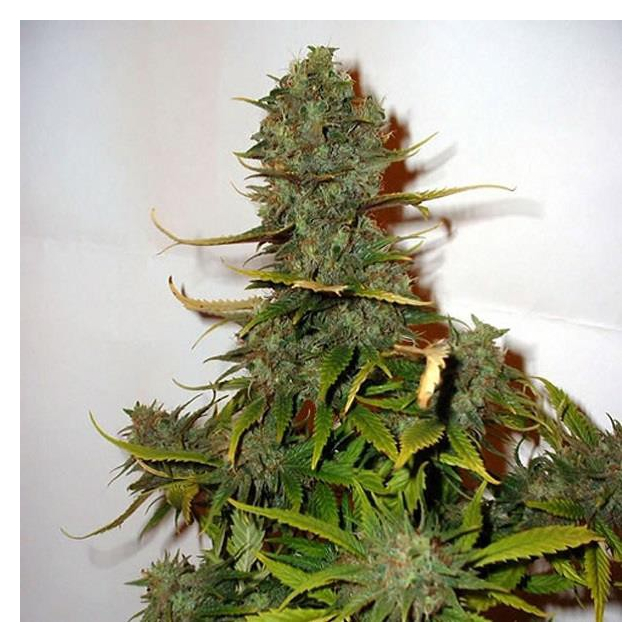 Super Skunk Regular
