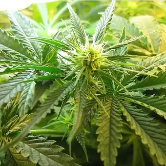 Northern Light Regular - Nirvana