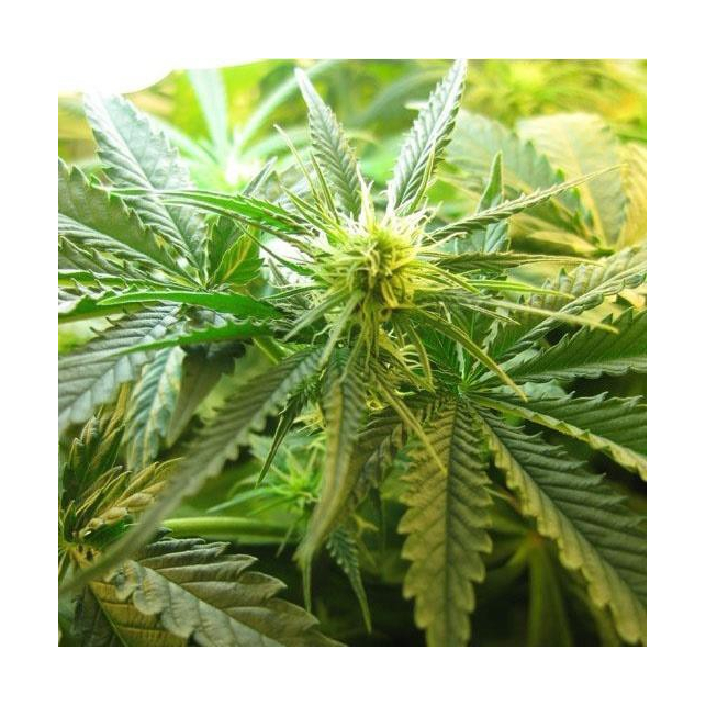 Northern Light Regular