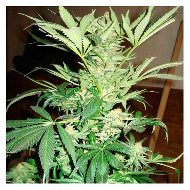 White Rhino Nirvana Regular