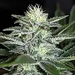 White Widow Regular Nirvana