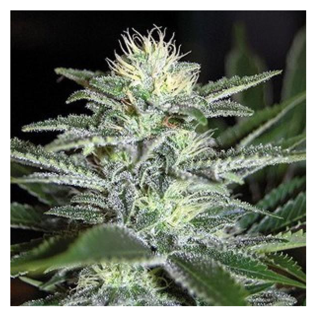 White Widow Regular Nirvana