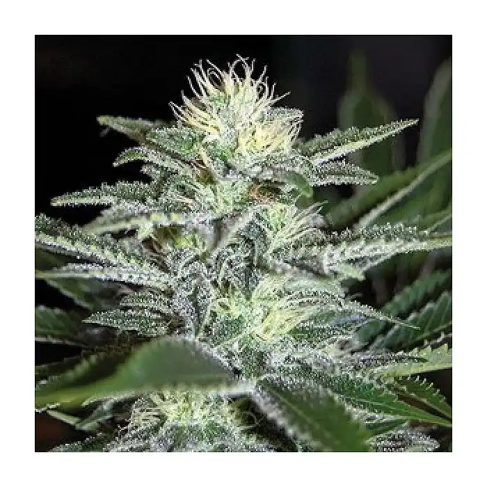 White Widow Regular Nirvana