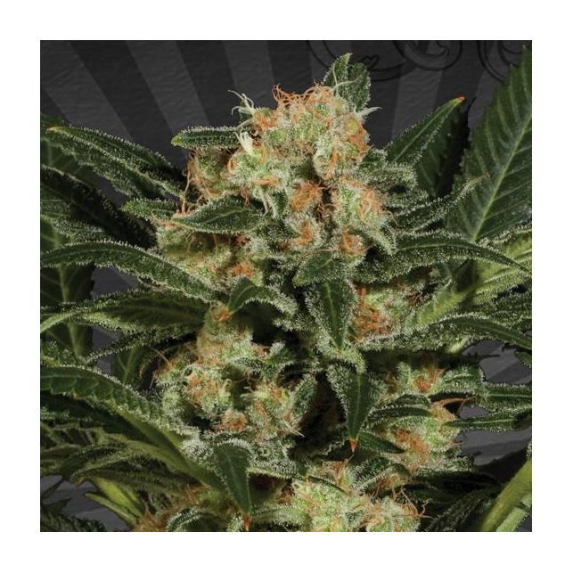 Candy Kush Auto