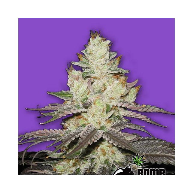 Killer Purps