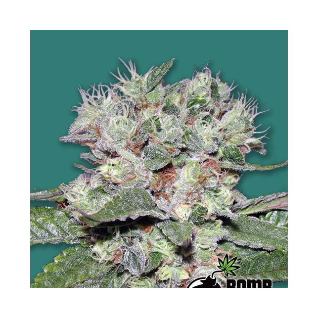 CBD Bomb