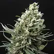 Ripper Haze - Ripper Seeds