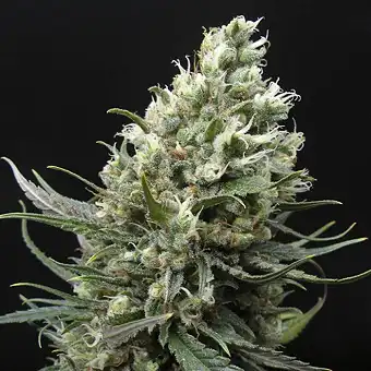 Ripper Haze - Ripper Seeds