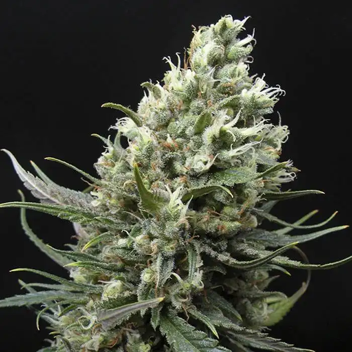 Ripper Haze - Ripper Seeds