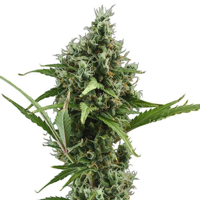 Auto Amnesia 5
