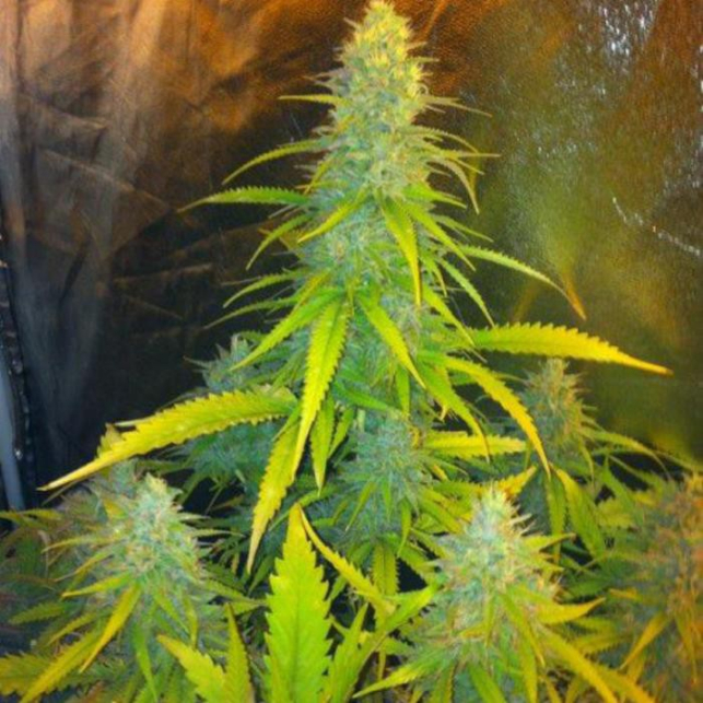Mexican Haze