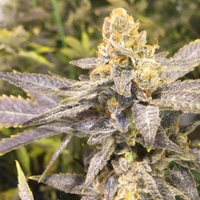 Orange Big Bud
